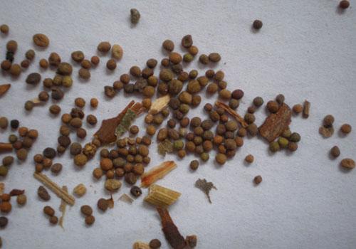 芸薹子的功效与作用 芸苔子的功效与作用