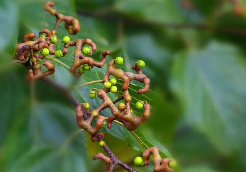 万寿果孕妇可以吃吗（万寿果孕妇可以吃吗早期）