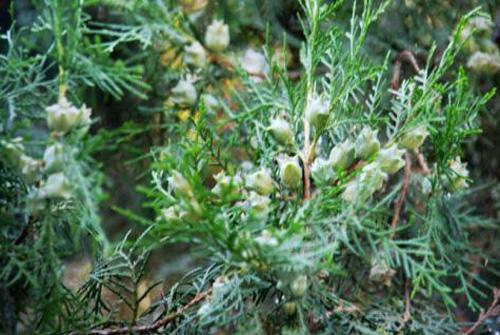 柏树籽的营养价值（柏树籽的营养价值和药用价值）