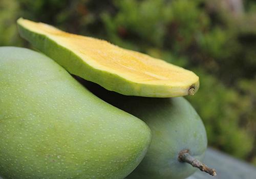 芒果有点生能吃吗 芒果还有点生可以吃吗