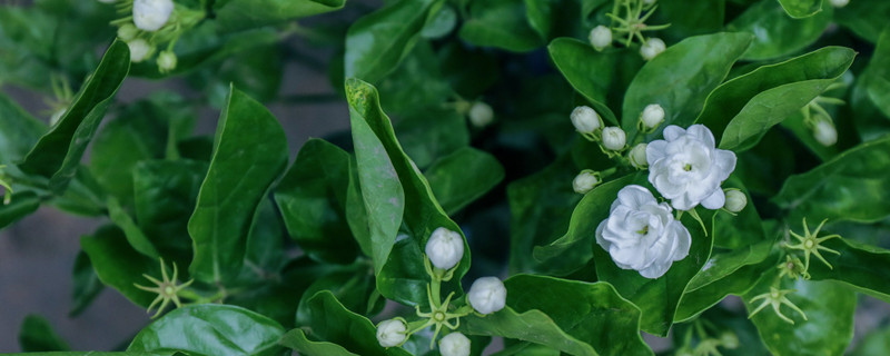 茉莉花香对人体有什么影响 茉莉花香有什么作用