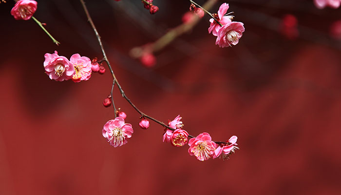 国花是什么花 中国国花是什么