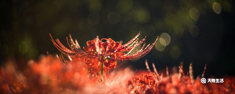 彼岸花为什么叫死人花 彼岸花是死人花吗