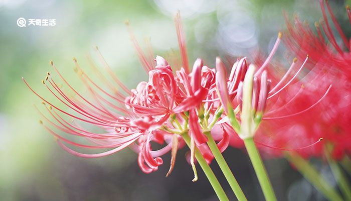 彼岸花为什么叫死人花 彼岸花是死人花吗