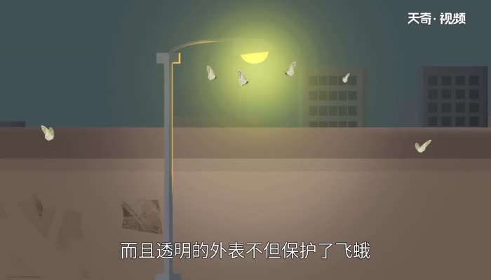 飞蛾和灯泡什么道理 飞蛾扑灯的启示人生哲理