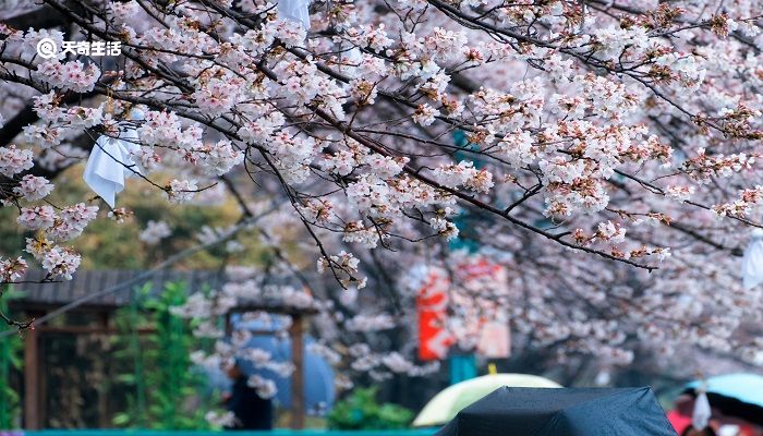 亳州市春季赏花去哪里 推荐亳州市春季赏花好去处