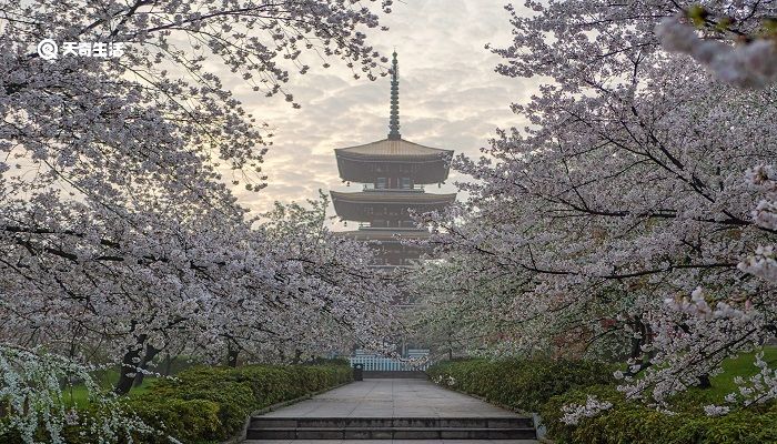 淄博市春季赏花去哪里 推荐一些淄博市赏花的好去处