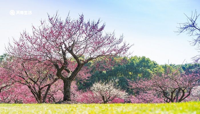 嘉兴市春季赏花去哪里 推荐嘉兴市春季赏花景点