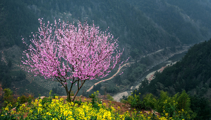 桃花潭在哪个省份 桃花潭在什么省份 