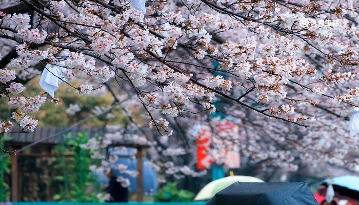 九江市春季赏花去哪里 推荐九江市春季赏花好去处