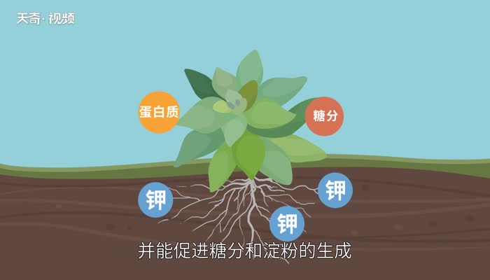 钾肥有哪些 钾肥对植物的作用