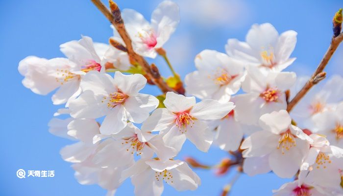 山花烂漫的意思 山花烂漫的意思解释