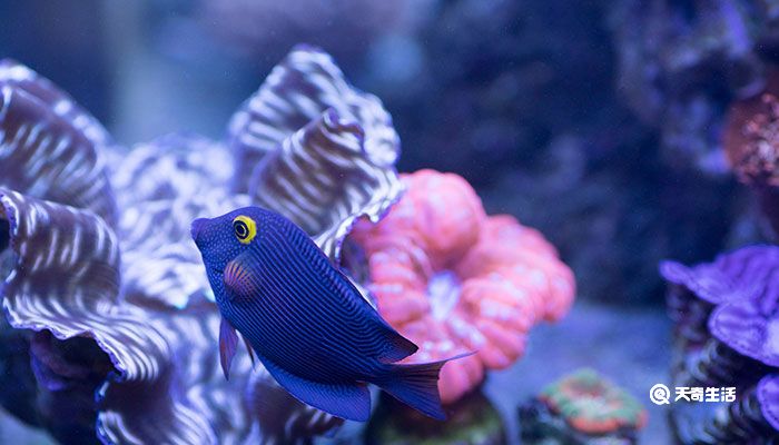 海蛞蝓是什么动物 海蛞蝓是动物还是植物