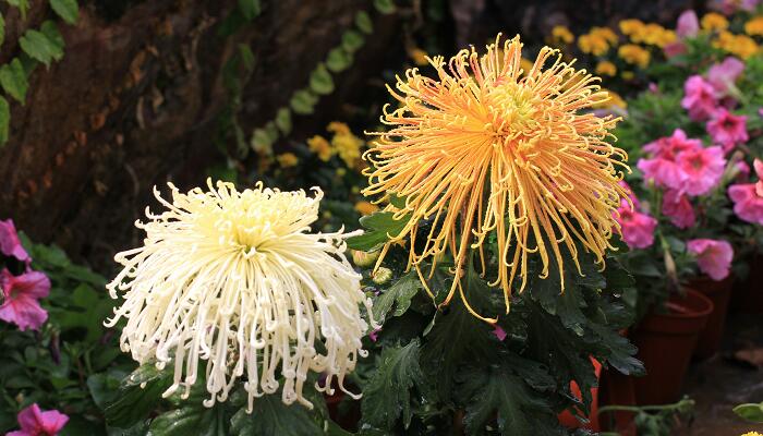 菊花的品种 菊花有哪些品种