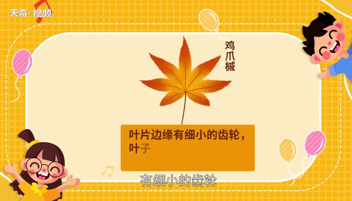 红枫与鸡爪槭的区别 枫树和鸡爪槭一样吗