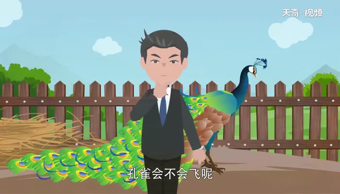 孔雀会飞吗  孔雀能飞吗