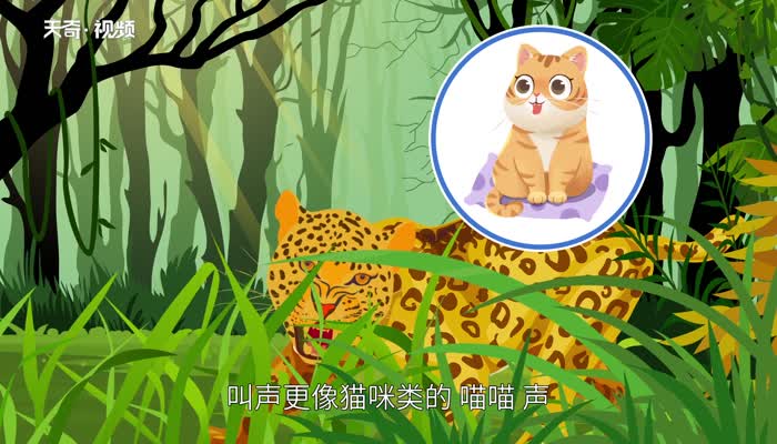 什么动物的叫声和猫很像 哪种动物的叫声跟猫咪差不多