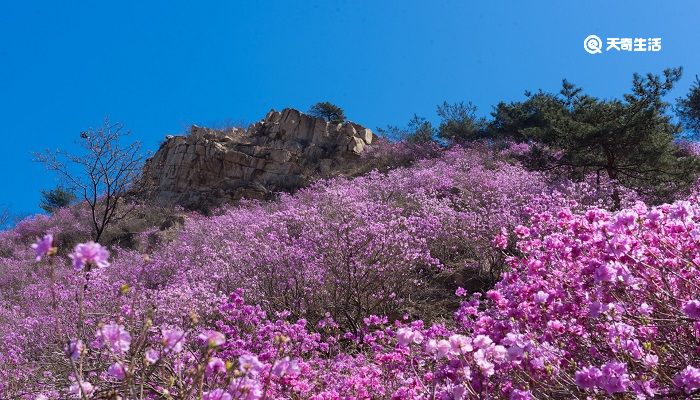 徐州市春季赏花去哪里 推荐徐州市春季赏花好去处