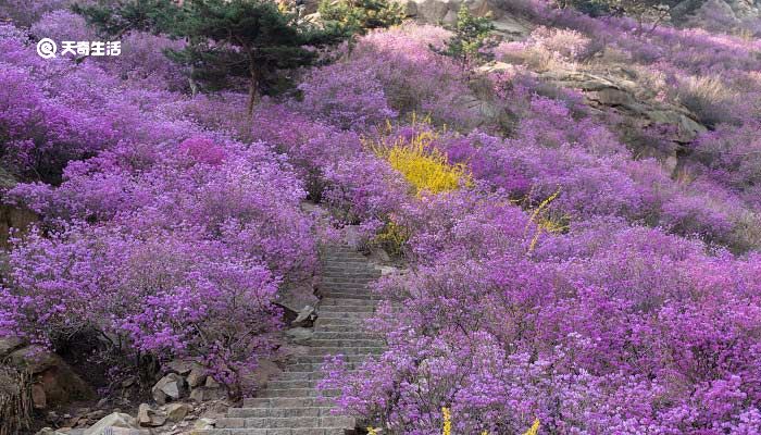 宝鸡市春季赏花去哪里 推荐宝鸡市春季赏花好去处