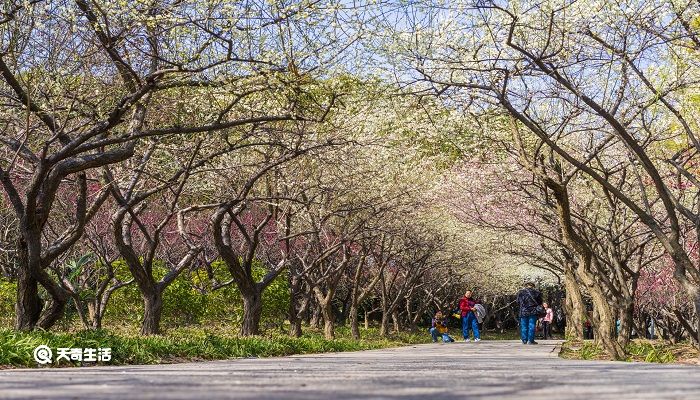 郴州市春季赏花去哪里 推荐郴州春季赏花好去处