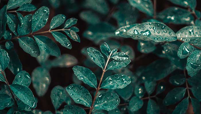 秋雨的特点 秋雨的特点是什么