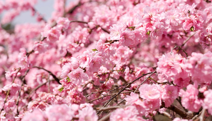 鞍山市春季赏花去哪里  鞍山春季踏青赏花的地方