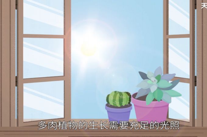 多肉植物怎么养