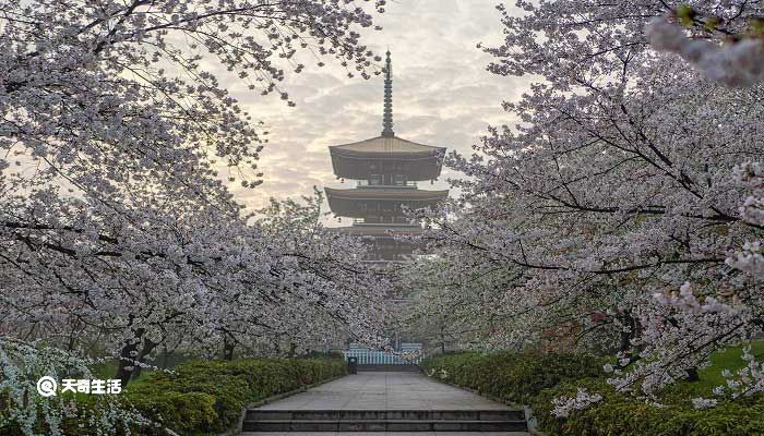 遵义市春季赏花去哪里 推荐遵义市春季赏花好去处