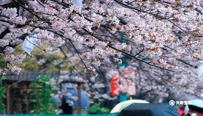 广安市春季赏花去哪里 推荐广安市春季赏花好去处