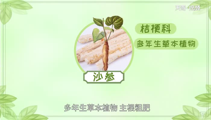 沙参的功效与作用 什么人不能吃沙参