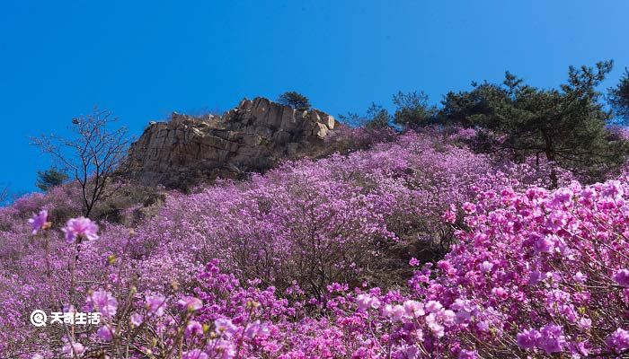 青铜峡市春季赏花去哪里 推荐青铜峡市春季赏花好去处