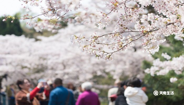 漳州市春季赏花去哪里 推荐漳州市春季赏花景点