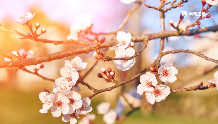 牡丹江春季赏花去哪里  牡丹江周边可以赏花踏青的地方有哪些