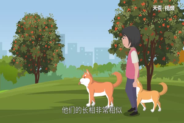 柴犬和秋田犬的区别  柴犬和秋田犬有什么不同