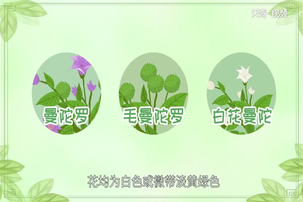 曼陀罗花有毒吗 曼陀罗花原产于哪里