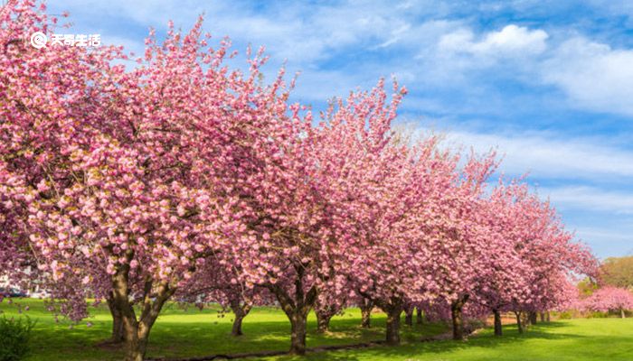 赣州市春季赏花去哪里  赣州春季赏花攻略