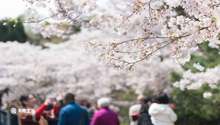 遵义市春季赏花去哪里 推荐遵义市春季赏花好去处