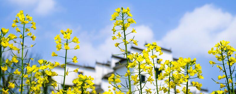 大同市春季赏花去哪里  大同市春季赏花圣地