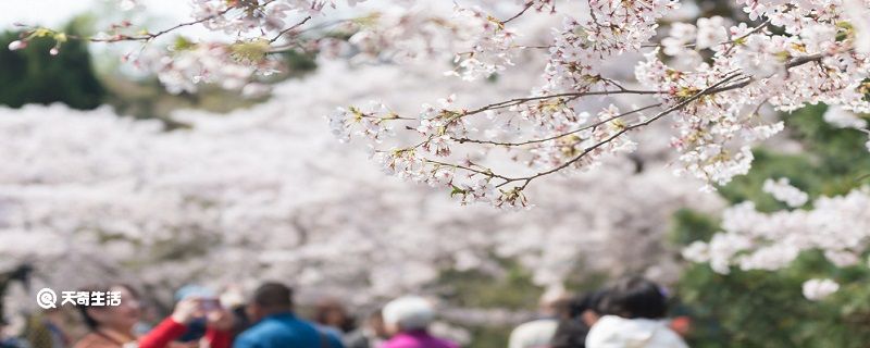 淄博市春季赏花去哪里 推荐一些淄博市赏花的好去处