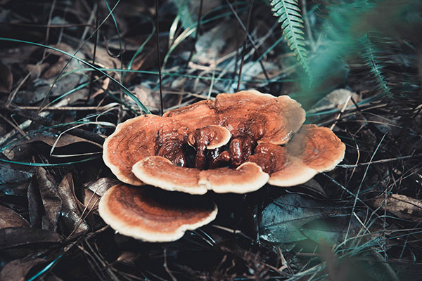 野生灵芝的功效与作用 野生灵芝的功效