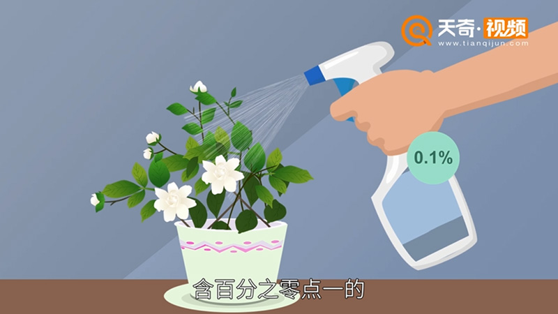 栀子花怎么养 栀子花怎么种植