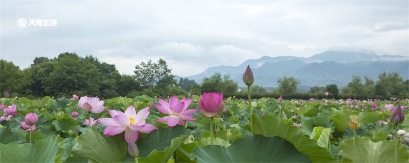 映日荷花别样红的上一句 映日荷花别样红的上一句是什么诗