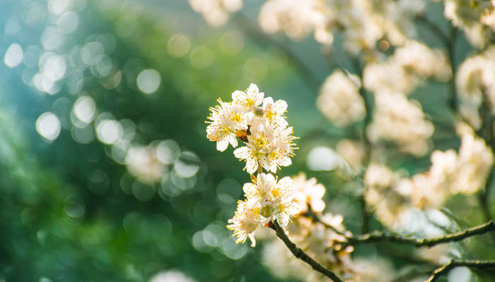 驿路梨花中梨花出现了几次有什么含义 驿路梨花描写了什么