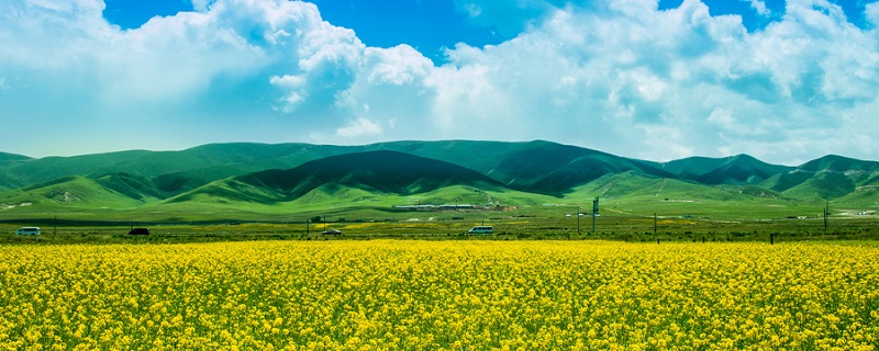 油菜花的传播方式是什么 油菜花的种子怎样传播的