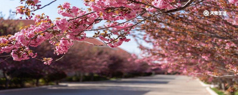 嘉兴市春季赏花去哪里 推荐嘉兴市春季赏花景点