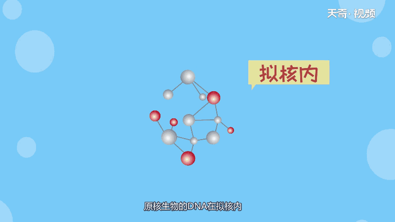 原核生物DNA在哪里 原核生物DNA