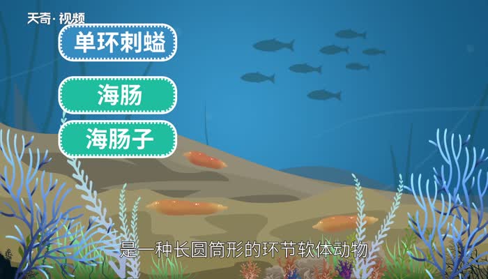 海肠是什么动物 海肠是动物还是植物 