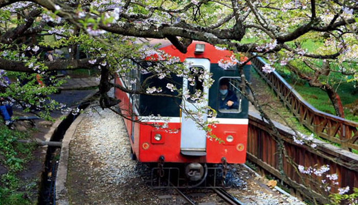 阿里山樱花什么时候开 阿里山樱花什么时候开花