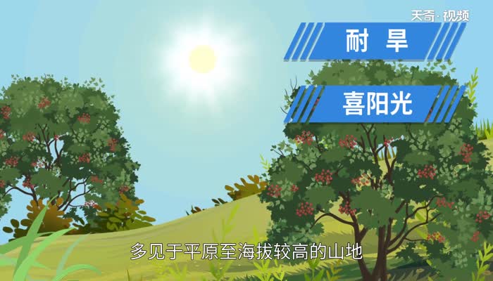 花椒的产地 花椒产地主要在哪个省