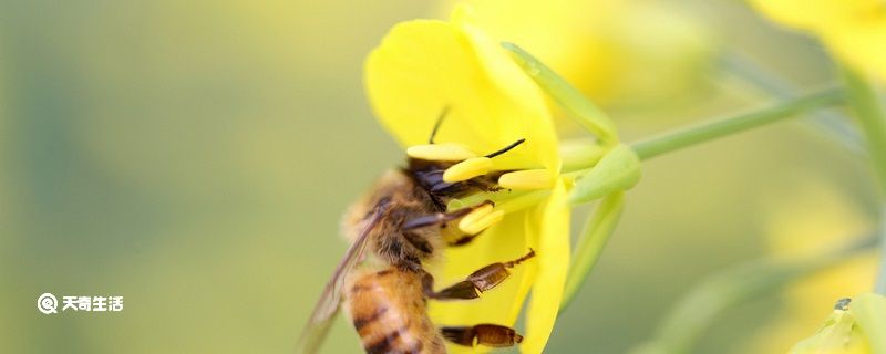 蜂罗隐的古诗解释 蜂罗隐这篇古诗意思是什么